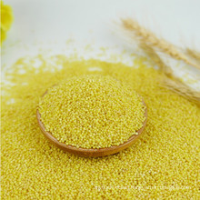 Good tast Yellow Millet hulled,dried for sale,millet price
